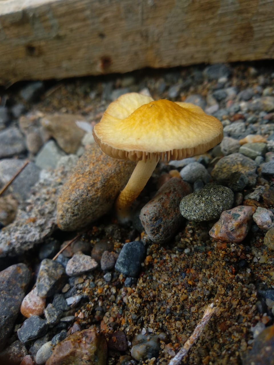 IMG-20210814-WA0017.jpg