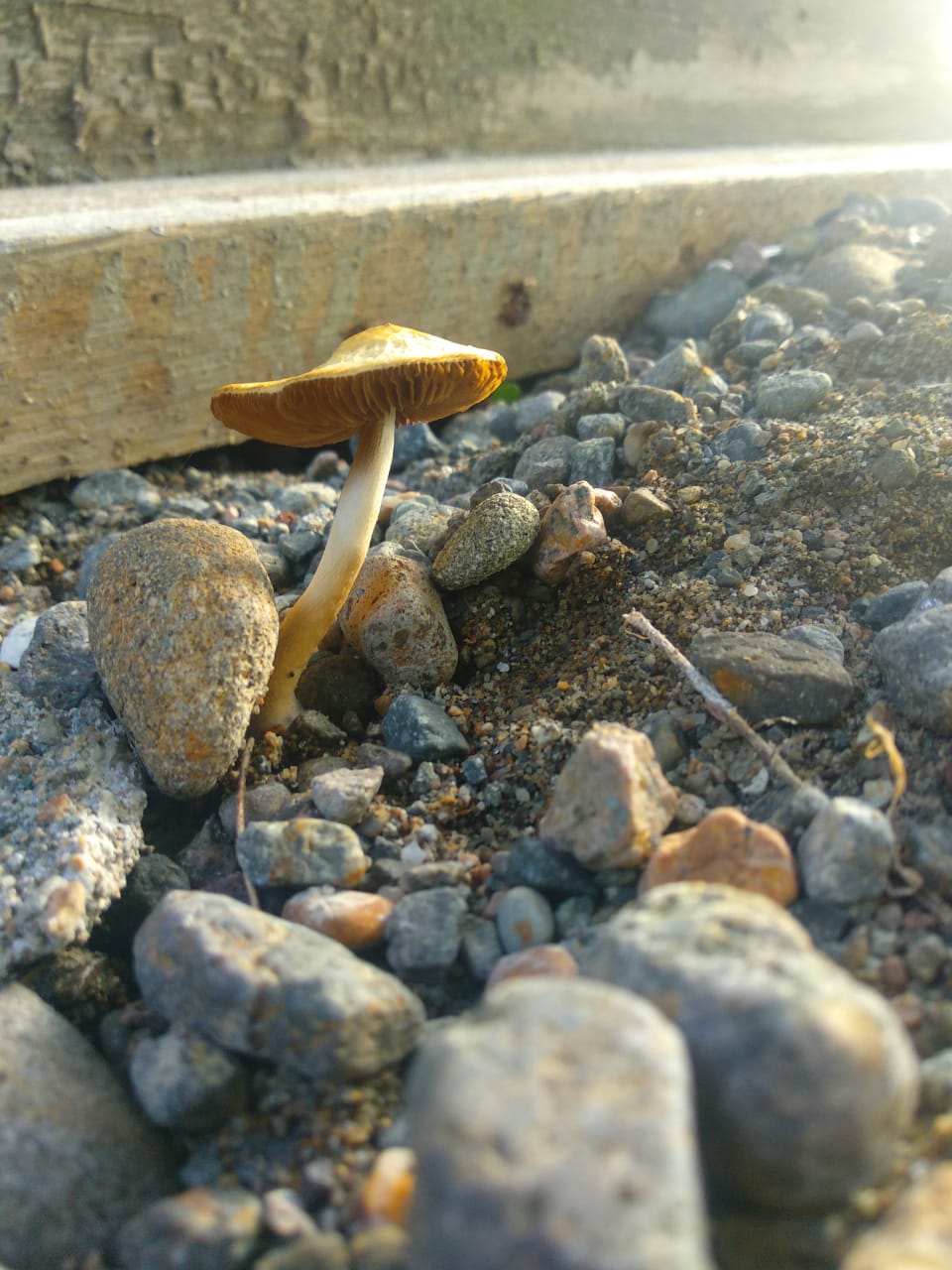 IMG-20210814-WA0012.jpg