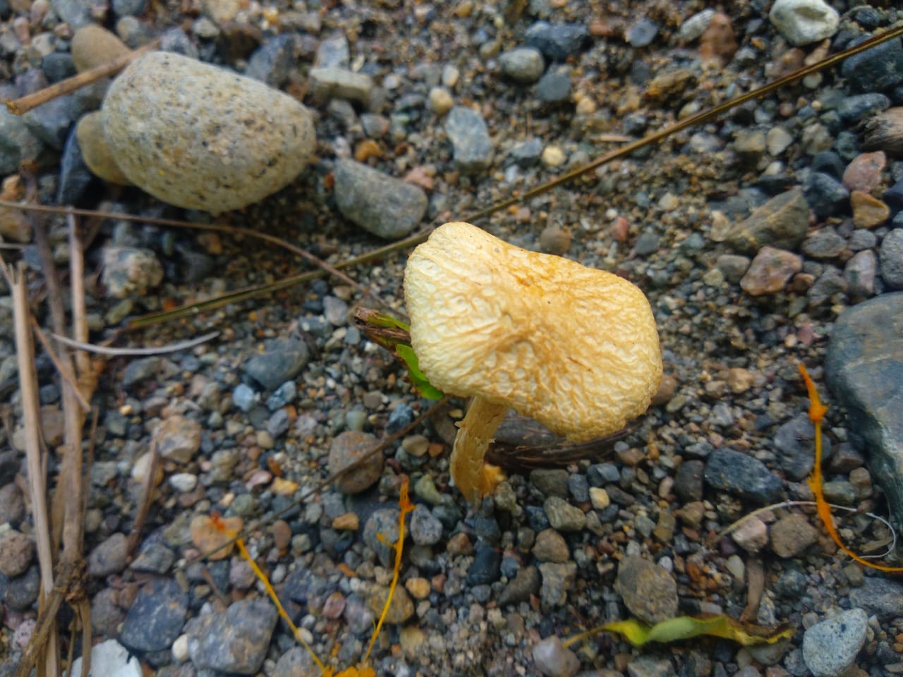 IMG-20210814-WA0005.jpg