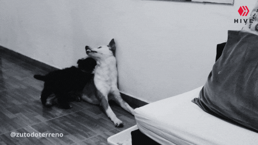 @zutodoterreno (1).gif